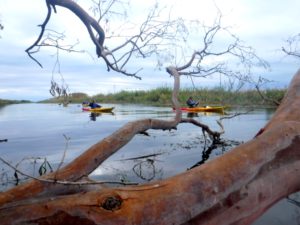 kayak aventuras al delta del ebro migjorn