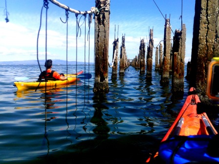 kayak-aventura-delta-ebre-pantala-sal-parcdeltaventur-kayakebre kayak-aventura-delta-ebre-pantala-sal-parcdeltaventur-kayakebre