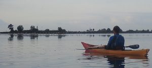 flamencos al delta del ebro desde el kayak